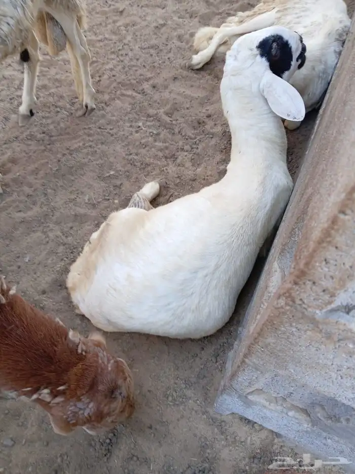 غنم سواكني 1