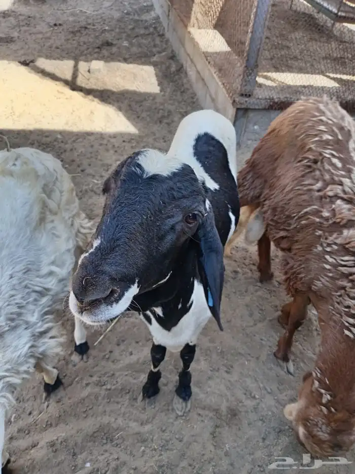 غنم سواكني 0