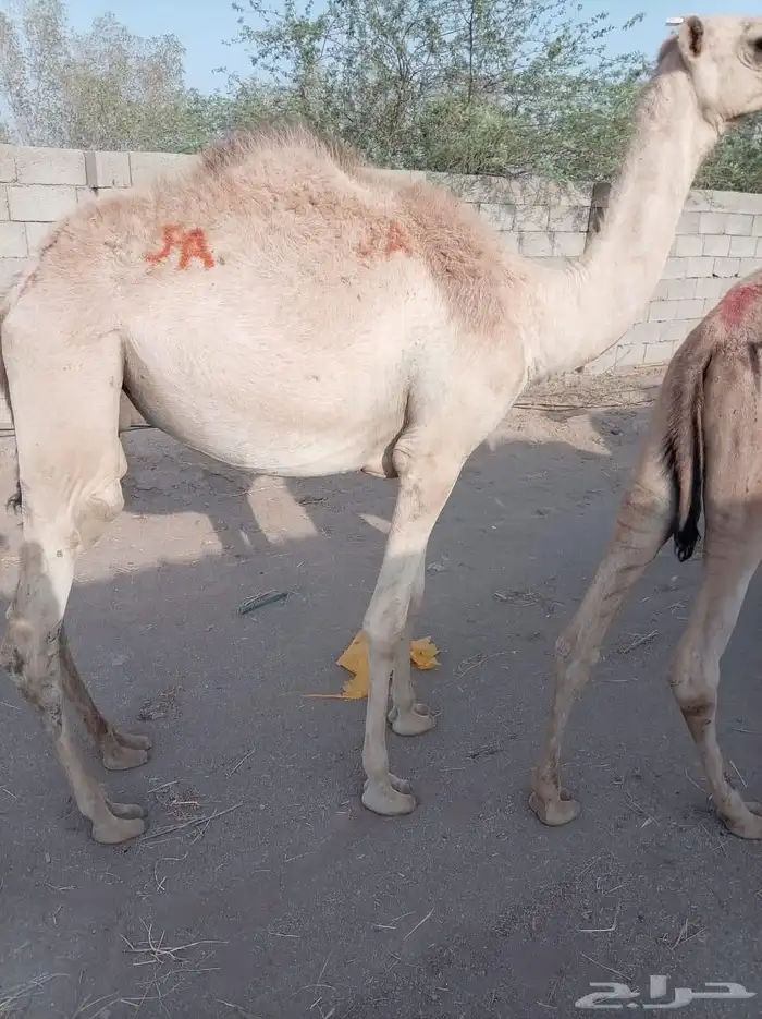 يا اهل الحلال الطيب ترى الجودة ما تنشاف الا عندنا 6