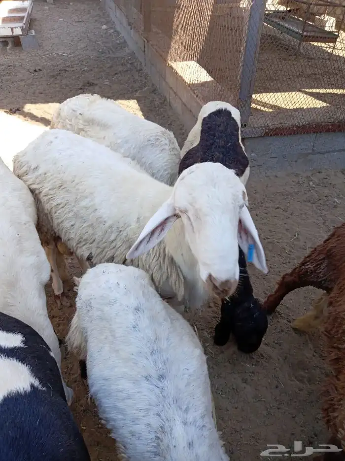 غنم سواكني 4