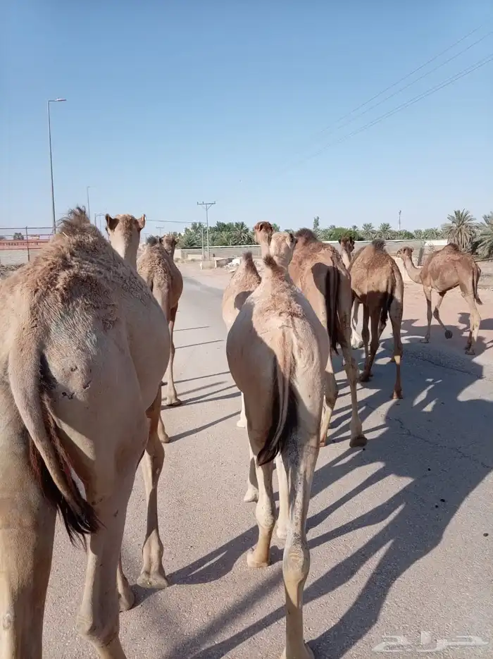 قعدان صومالية مفترية بجودة وسعر ممتاز 2