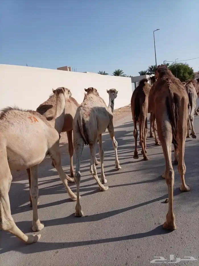 قعدان صومالية مفترية بجودة وسعر ممتاز 1