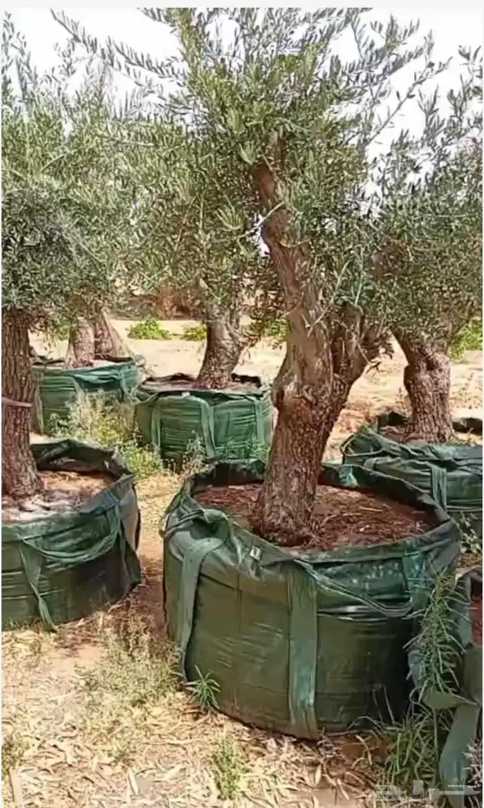 زيتون ونخيل 5