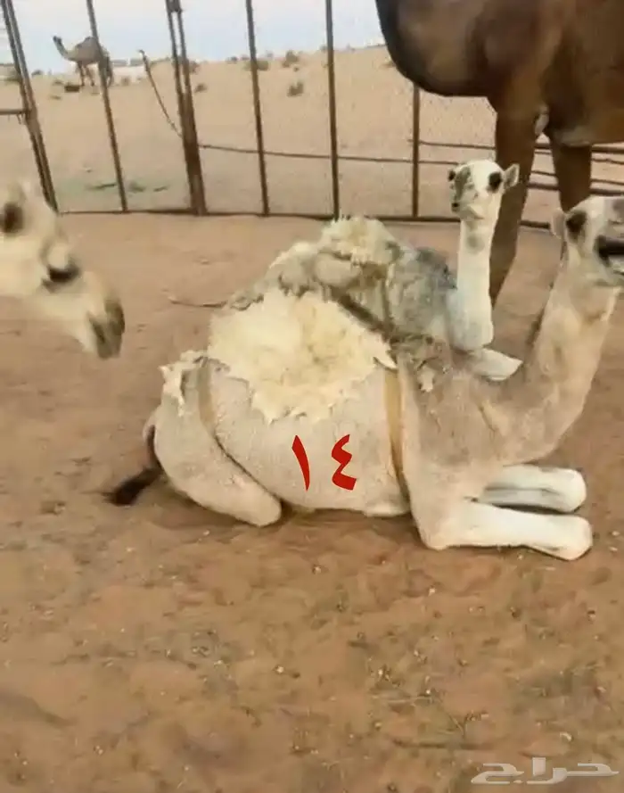 حاشي لباني مسحوب تحت امة البيع بالربع 4