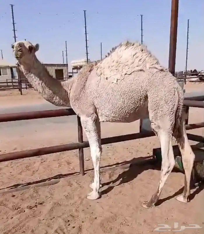 حاشي لباني مسحوب تحت امة البيع بالربع 5