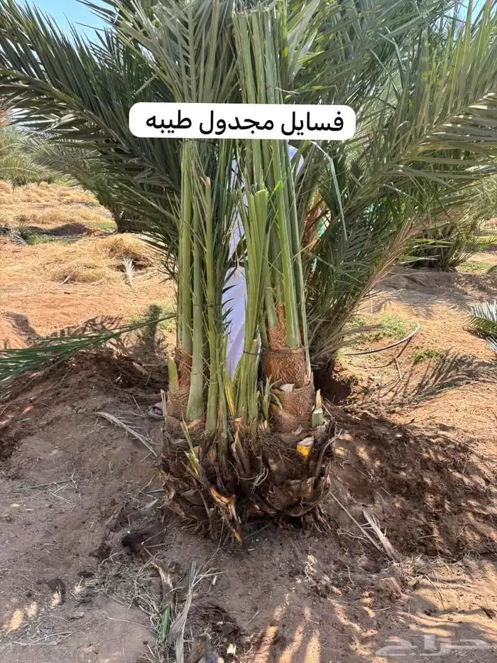عندنا نخل طيب متواجد في مكه ولي العهد موصل لجميع انحاء الممل 0