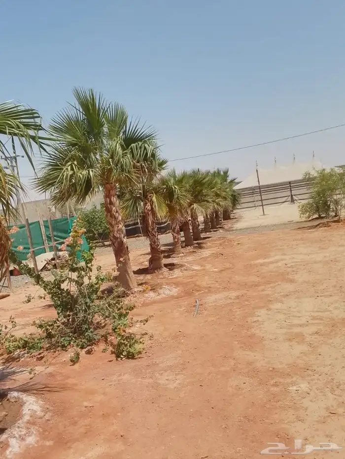 تكريب جميع انواع النخل العربي 1 1