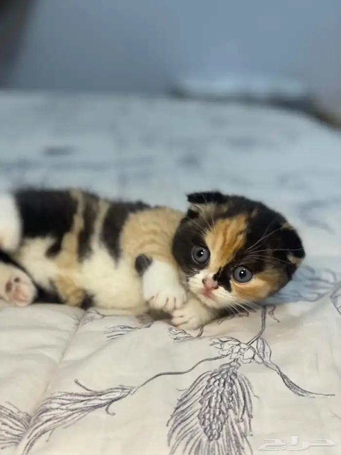 للحجز أنثى سكوتش فولد ابيور 6