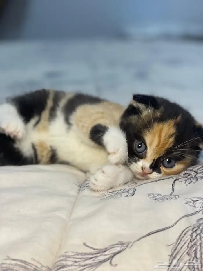 للحجز أنثى سكوتش فولد ابيور 1