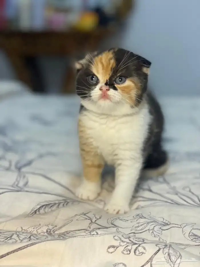 للحجز أنثى سكوتش فولد ابيور 0