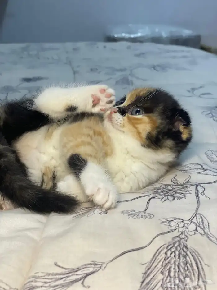 للحجز أنثى سكوتش فولد ابيور 7