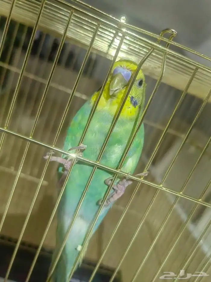 السلام عليكم ورحمة الله وبركاته للبيع عصفور 1