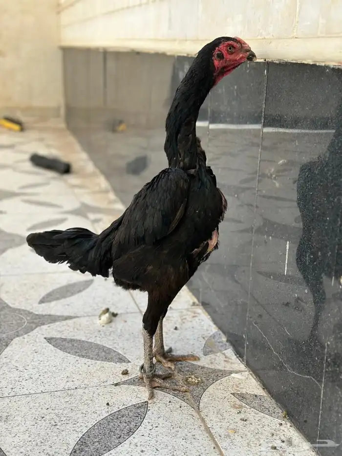 دجاجه شامو هزاز الماني 0