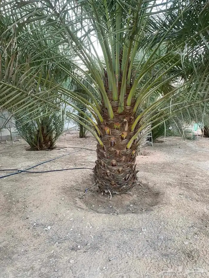 فسايل نخل مثمر ونقايل هلالي وصقي 5