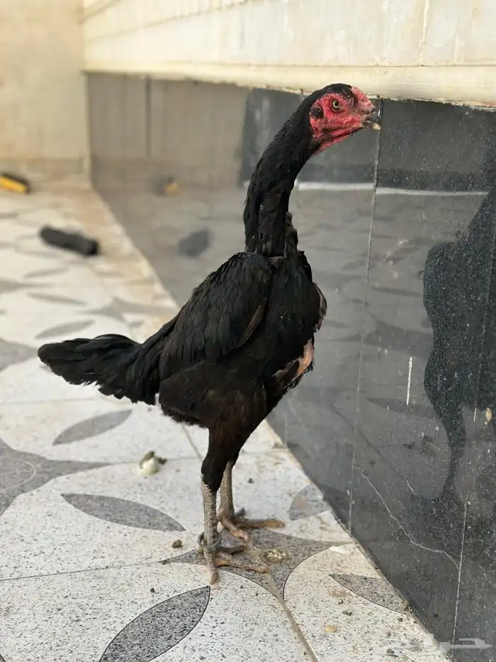 دجاجه شامو هزاز الماني 1