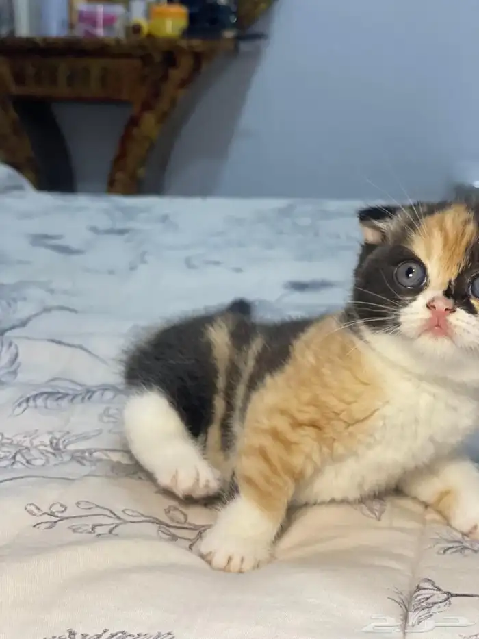 للحجز أنثى سكوتش فولد ابيور 2