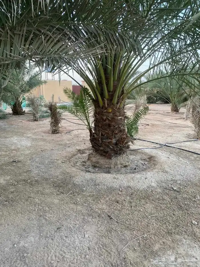 فسايل نخل مثمر ونقايل هلالي وصقي 6