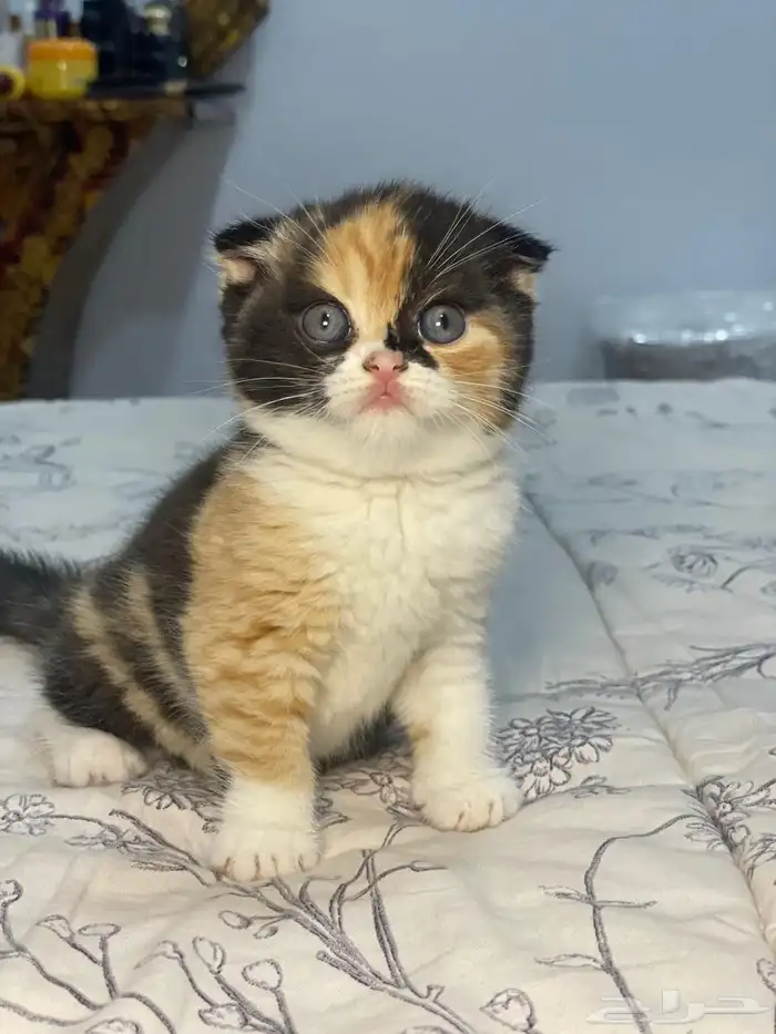 للحجز أنثى سكوتش فولد ابيور 9