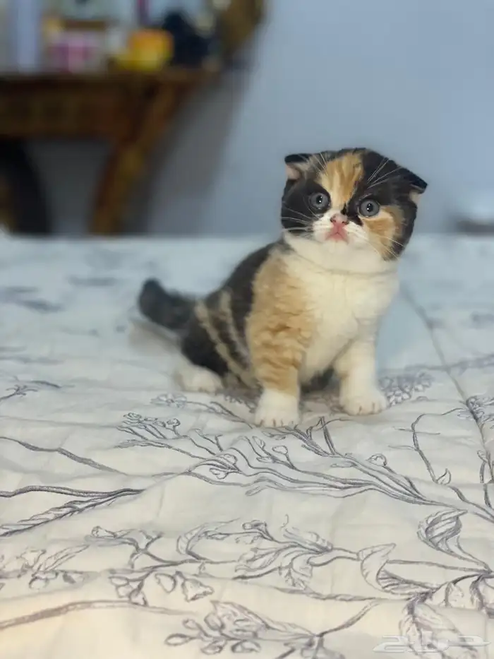 للحجز أنثى سكوتش فولد ابيور 3