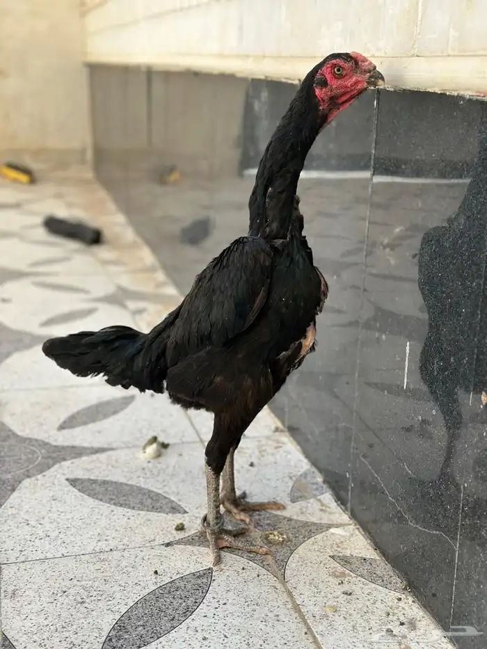 دجاجه شامو هزاز الماني 4