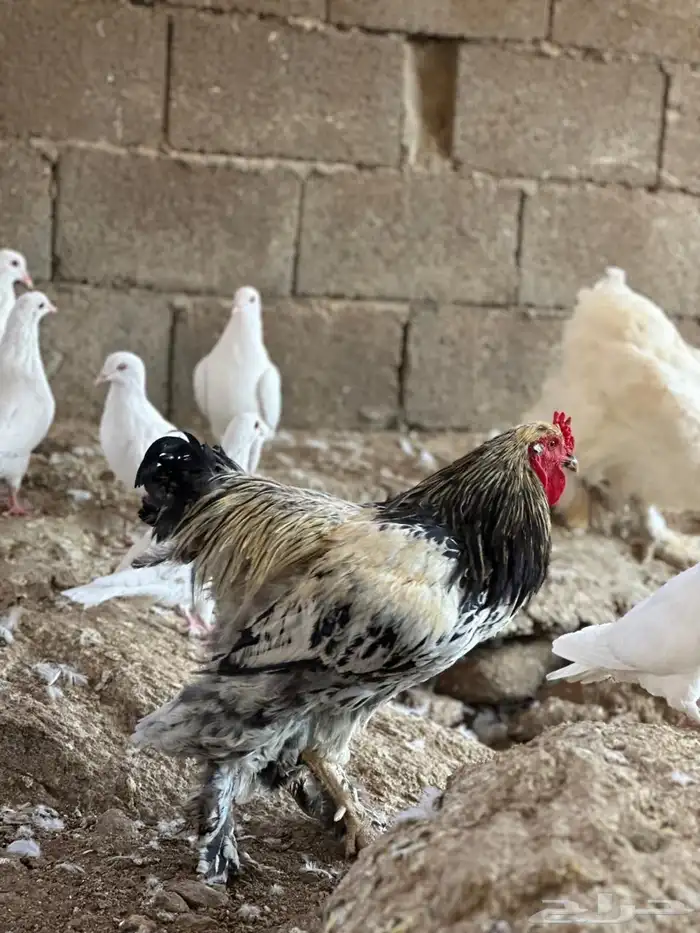 دجاج براهم 13