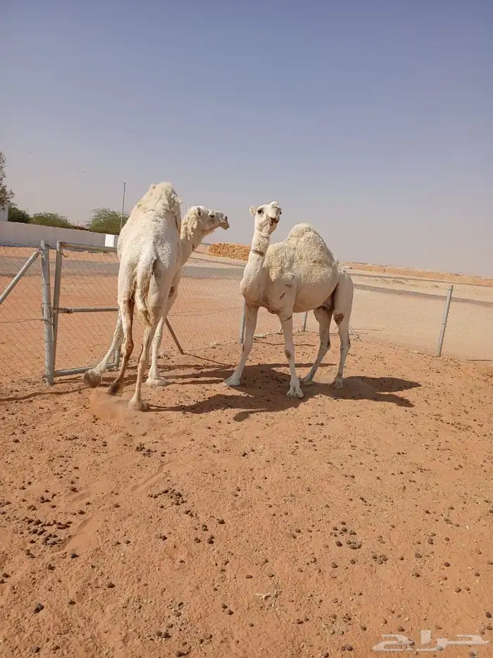 ناقتين وضح 7