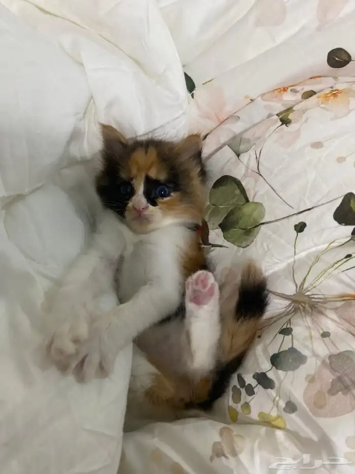 قطه جميله ولعوبه شيرازي 2