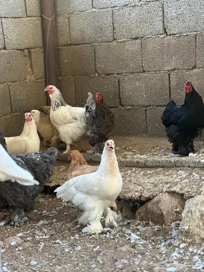 دجاج براهم 14