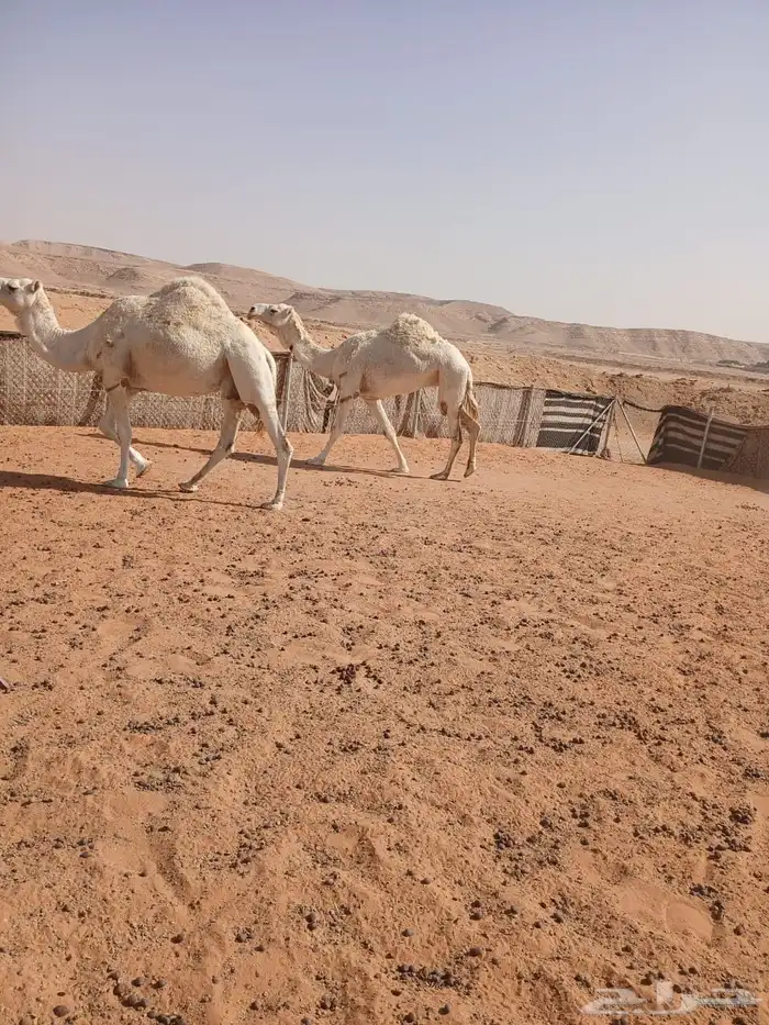 ناقتين وضح 9