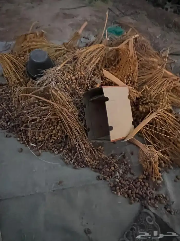 علف تمر 3