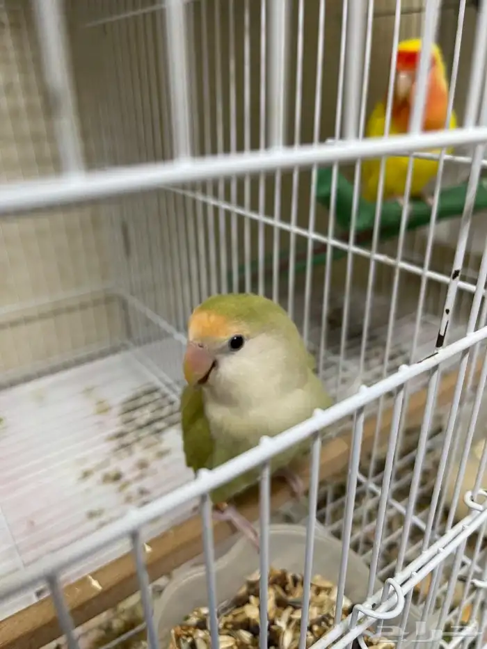 زوجين روز 1