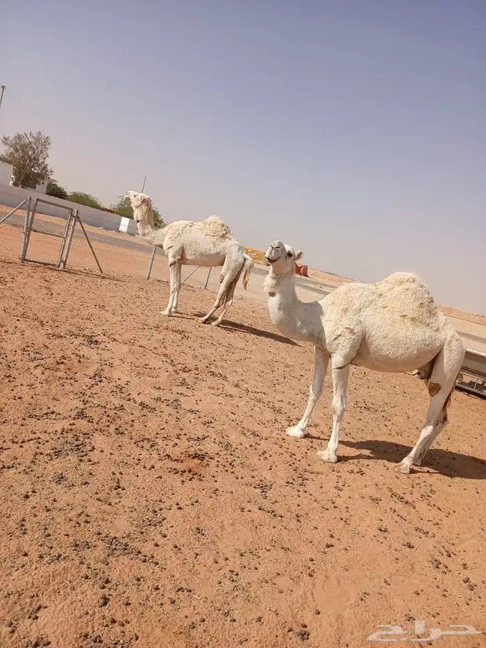 ناقتين وضح 8