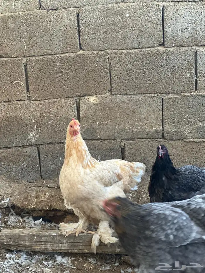 دجاج براهم 11