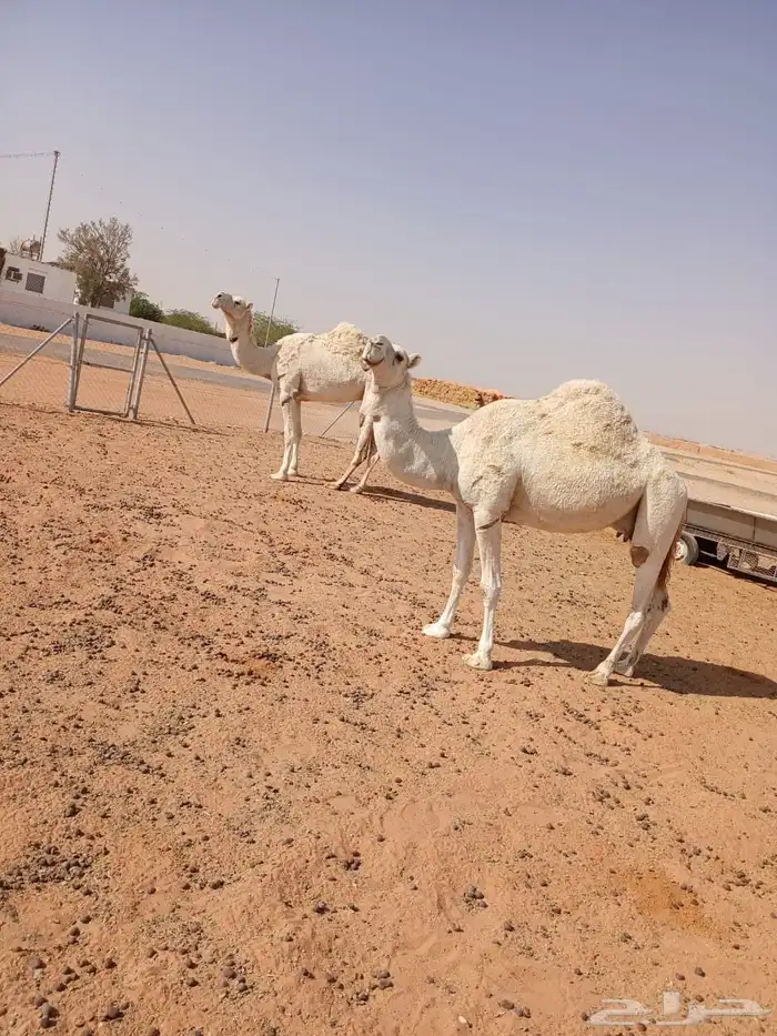 ناقتين وضح 5