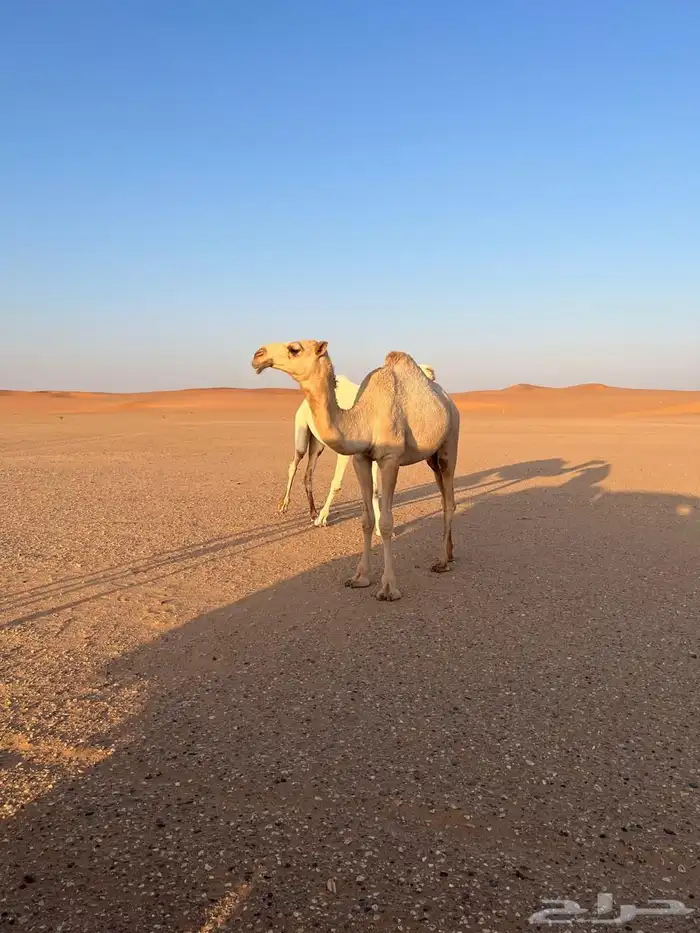 بكره للبيع شقحة 3