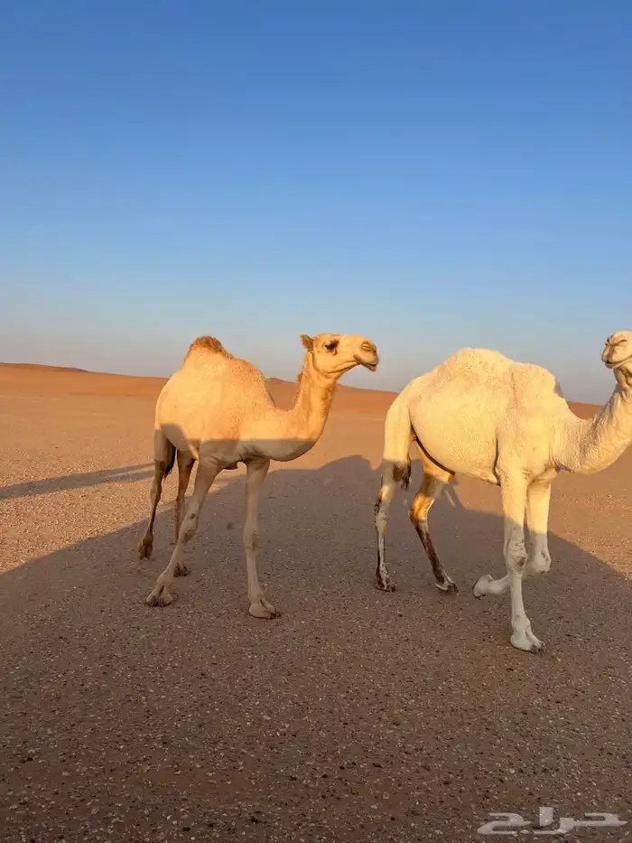 بكره للبيع شقحة 2