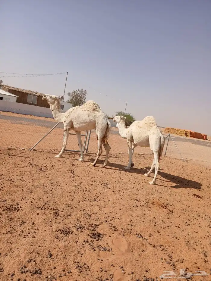 ناقتين وضح 4