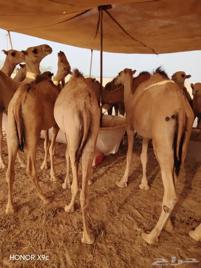 تربية مميزة.. قعدان ترضي الذوق الرفيع 1