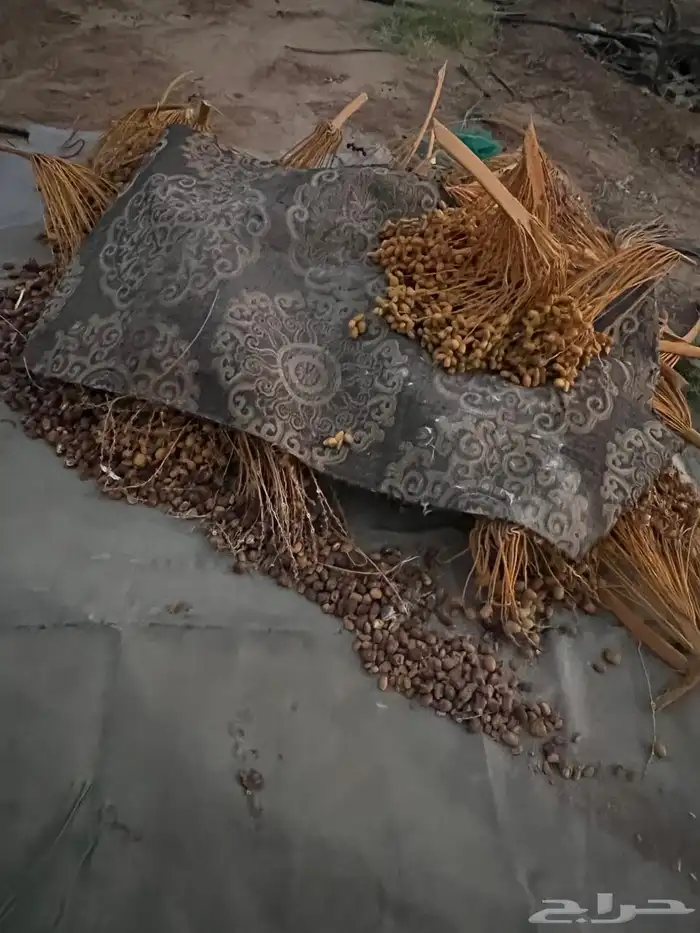 علف تمر 4