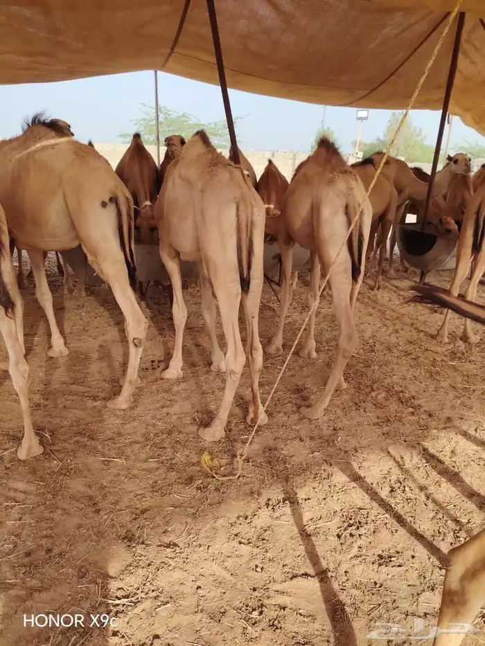 تربية مميزة.. قعدان ترضي الذوق الرفيع 0