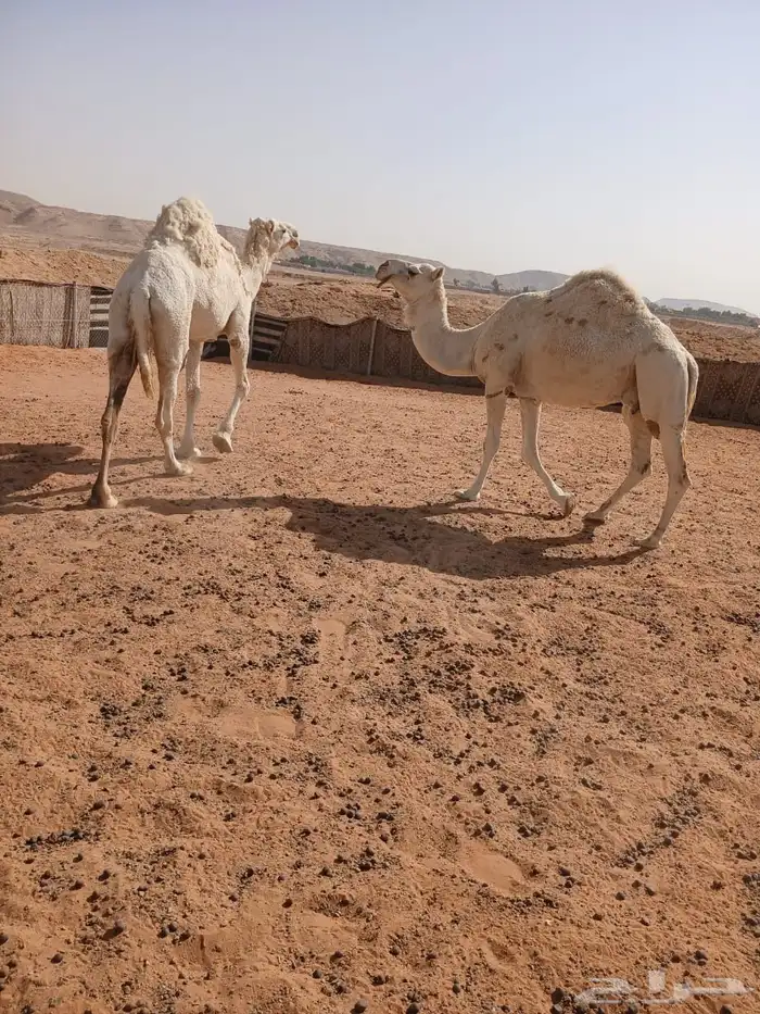 ناقتين وضح 1