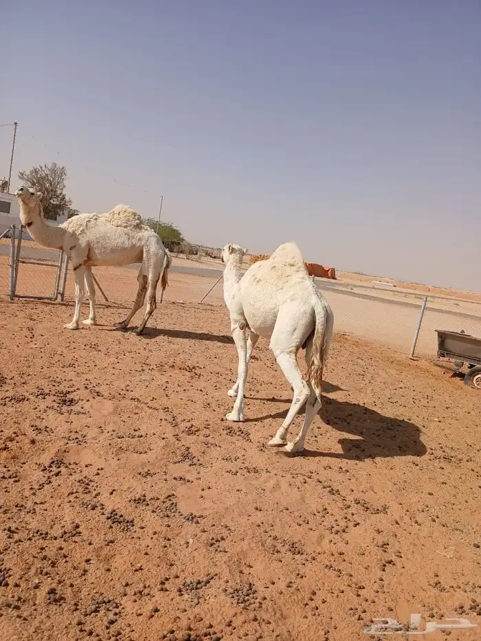 ناقتين وضح 6