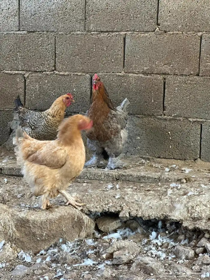 دجاج براهم 7