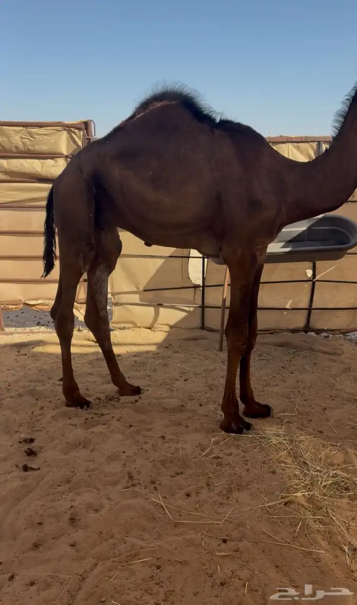قعود مجهم فل تم البيع 1