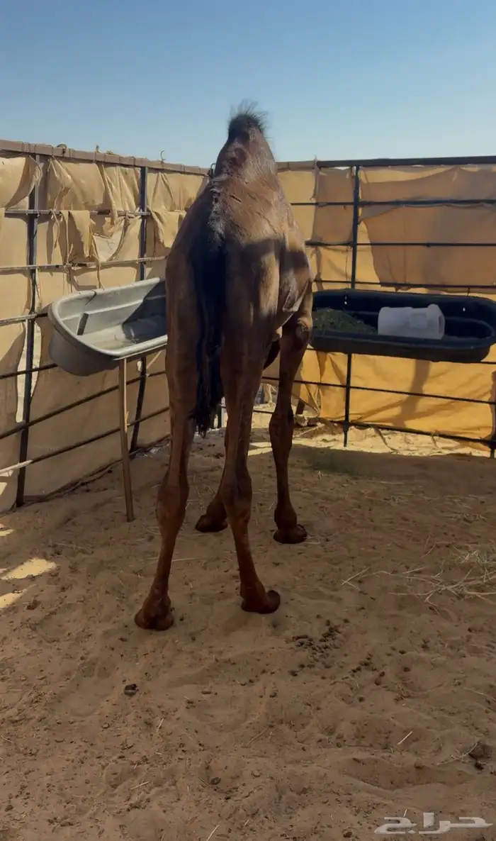 قعود مجهم فل تم البيع 0
