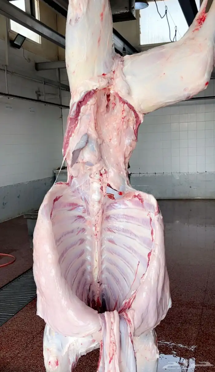 حاشي لباني مسحوب تحت امة البيع بالربع 0