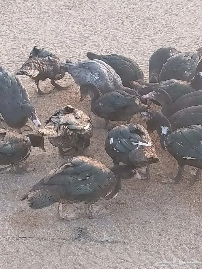 بط بلدي العمر 4شهور اصحه مشاء الله تبارك الله مايحتاج 0