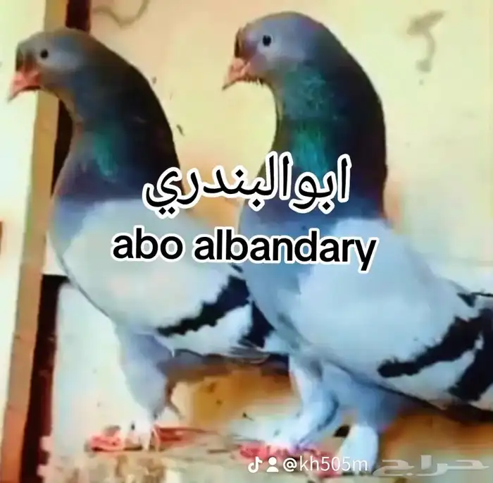 حمام عراقي عجب بط 0
