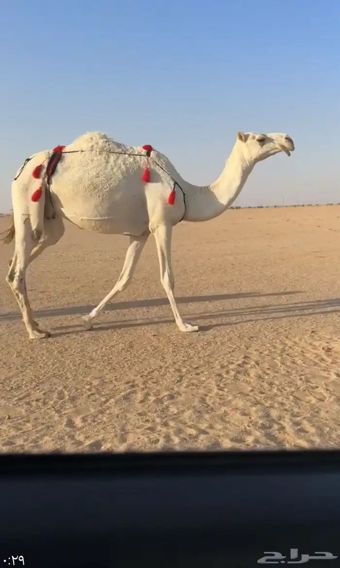 وضحا عشراء بكر 2