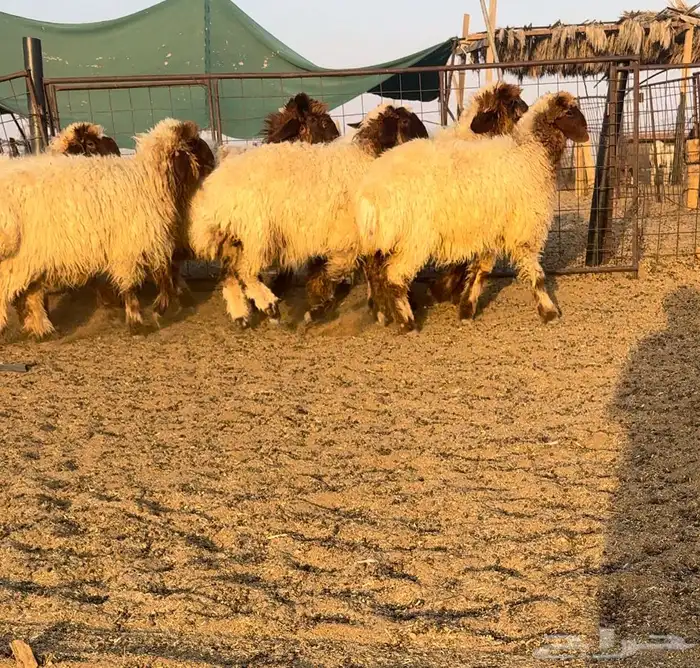 جذعات انعيم جروم 0